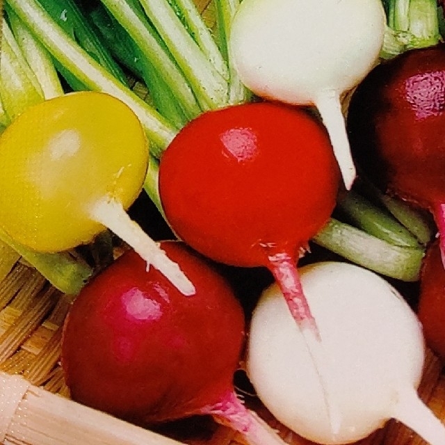 春蒔き ラディッシュ はつか大根 野菜種 食品/飲料/酒の食品(野菜)の商品写真