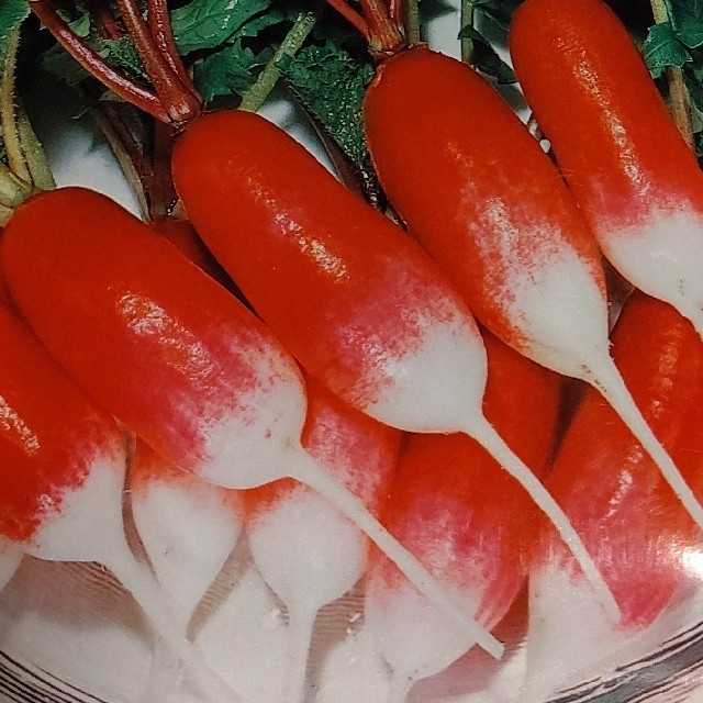 春蒔き ラディッシュ はつか大根 野菜種 食品/飲料/酒の食品(野菜)の商品写真