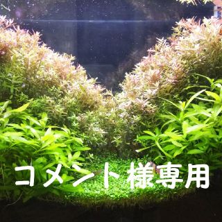 ハイグロフィラ15本 ロタラhphar、グリーンロタラ各30本他おまけ水草(アクアリウム)