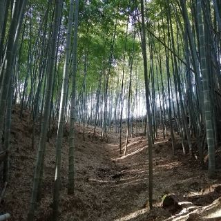 岡中たけのこ４キロ　専用です。(野菜)