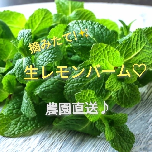 希少✨新芽摘みたて!!生レモンバーム♥農園直送♪✨ 食品/飲料/酒の食品(野菜)の商品写真