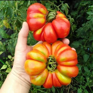 イタリア野菜の種 珍しい形のトマト種子10粒 フィオレンティーノ(その他)