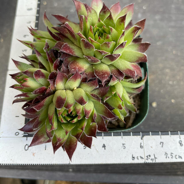 多肉植物 センペル オレンジペコ 抜き苗の通販 by グリコ |ラクマ 多肉植物 センペル オレンジペコ 抜き苗の通販 by グリコ |ラクマ