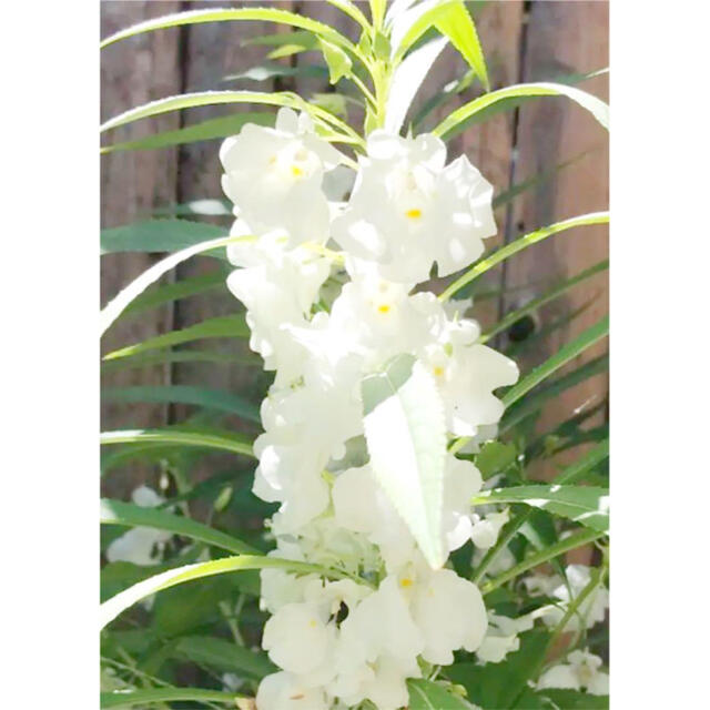 花の種  八重咲きホウセンカ （白）種100粒  ハンドメイドのフラワー/ガーデン(その他)の商品写真