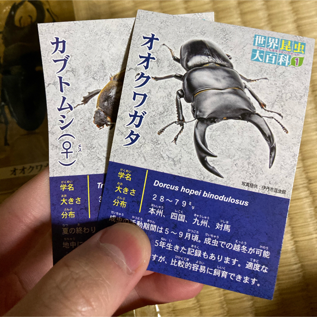 F-toys 世界昆虫大百科　日本のカブトムシ&クワガタ　第1弾 その他のペット用品(虫類)の商品写真