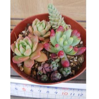 多肉植物寄せ植え用(その他)