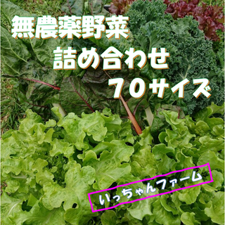 安全・安心野菜　野菜詰め合わせ　７０サイズ　４月１７日～１８日発送　(野菜)