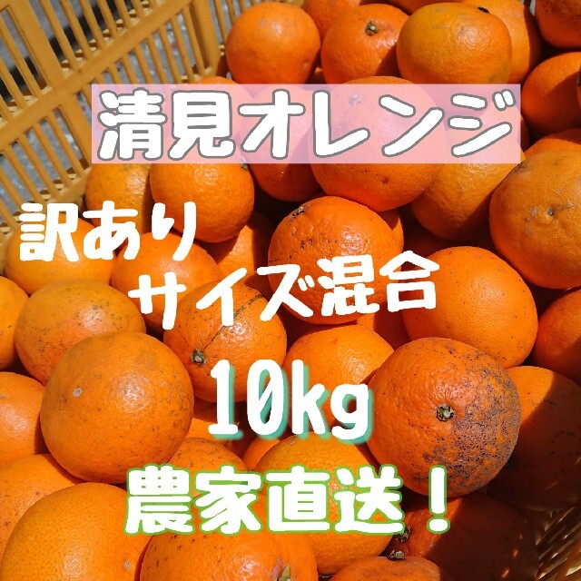 清見オレンジ 10kg サイズ混合 ご家庭用 食品/飲料/酒の食品(フルーツ)の商品写真