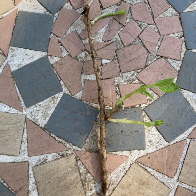 アナベル　アナベル苗　アジサイ　紫陽花 ハンドメイドのフラワー/ガーデン(プランター)の商品写真