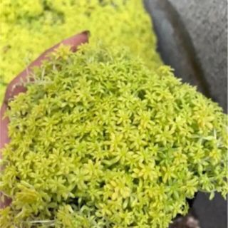 黄金細葉万年草(その他)