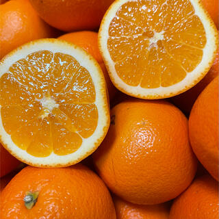 静岡県産ネーブルオレンジ(フルーツ)