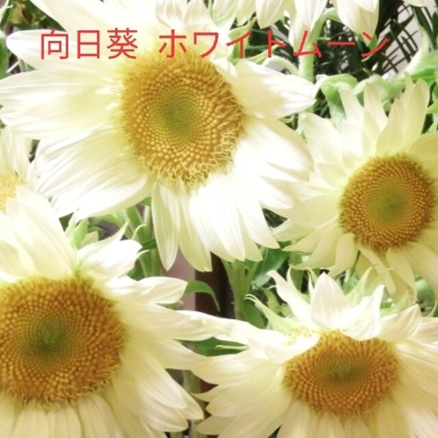 向日葵  8粒  白花  種  ホワイトムーン ハンドメイドのフラワー/ガーデン(その他)の商品写真