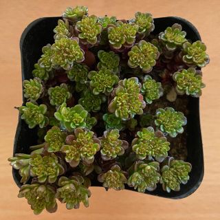 サルサヴェルテ　パープルヘイズ　抜き苗　多肉植物(その他)