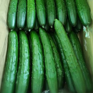 きゅうり☆５キロ☆期間限定値下げ(野菜)