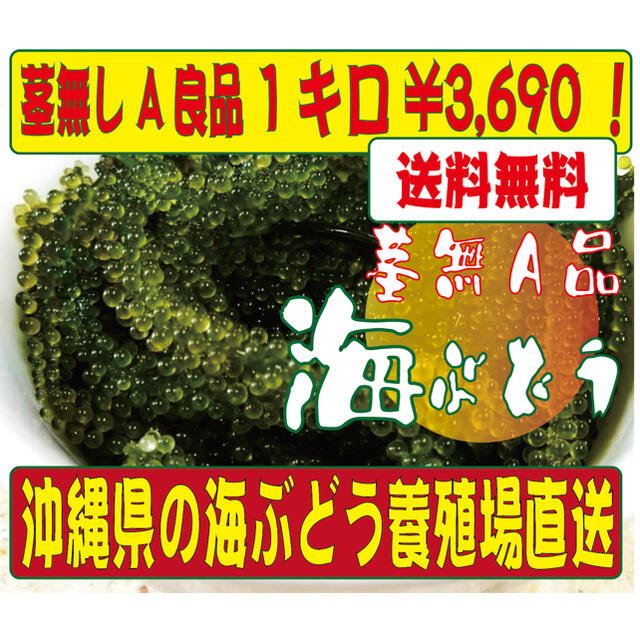 海ぶどう　茎無し　1キロ　A良品　送料無料！ 食品/飲料/酒の食品(野菜)の商品写真