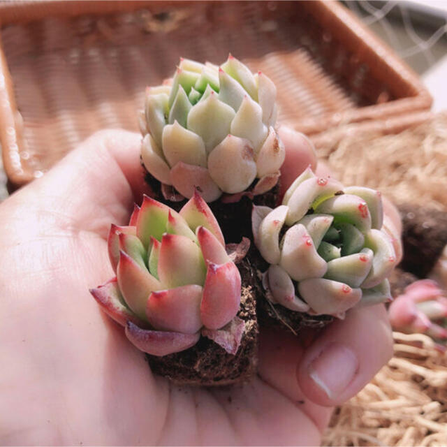 SALE‼️韓国多肉植物 3種6苗セット❤お名前つけます ハンドメイドのフラワー/ガーデン(その他)の商品写真