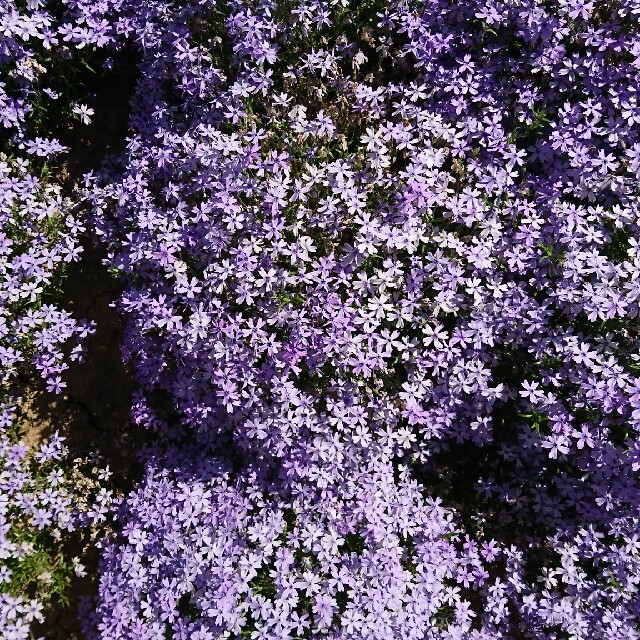 芝桜 挿し穂 40本（4種×10本） ハンドメイドのフラワー/ガーデン(その他)の商品写真