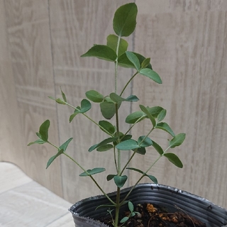 ユーカリ  シルバードロップ  10cmくらい  観葉植物 苗(その他)