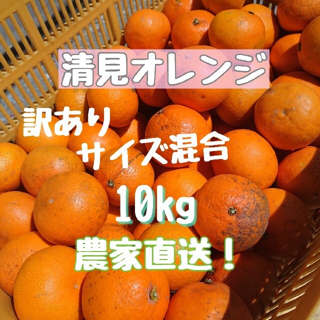 清見オレンジ 10kg サイズ混合 ご家庭用 食品/飲料/酒の食品(フルーツ)の商品写真