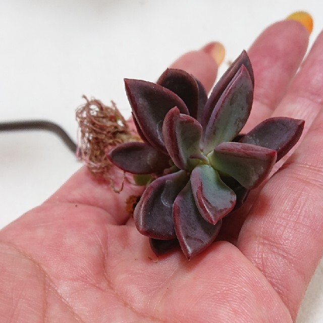 多肉植物 韓国苗 カット苗 Echeveria cv Rezry ハンドメイドのフラワー/ガーデン(その他)の商品写真