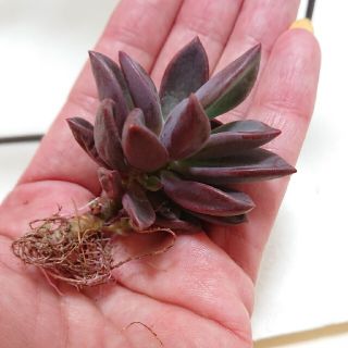 多肉植物 韓国苗 カット苗 Echeveria cv Rezry(その他)