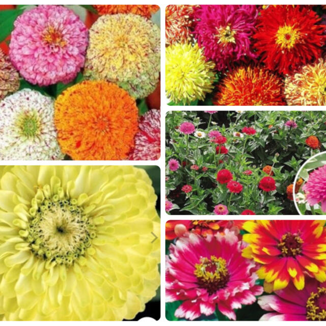 ジニア5種　種子セット ハンドメイドのフラワー/ガーデン(その他)の商品写真