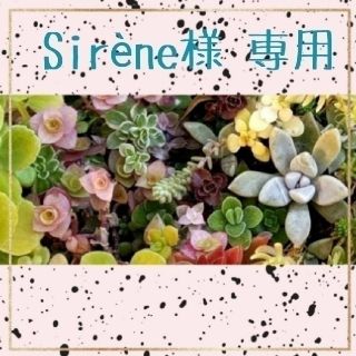 Sirѐne様 専用(ドライフラワー)