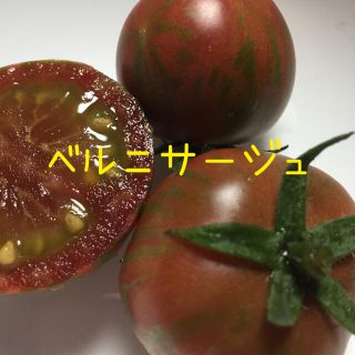 トマト　ベルニサージュ　種(その他)