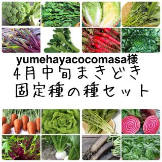 yumehayacocomasa様　★伝統野菜★4月中旬まきどき固定種の種セット(野菜)