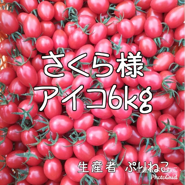 さくら様 アイコ6kg ミニトマト 食品/飲料/酒の食品(フルーツ)の商品写真