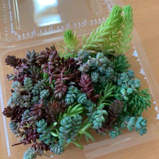 多肉植物　セダム カット苗(プランター)