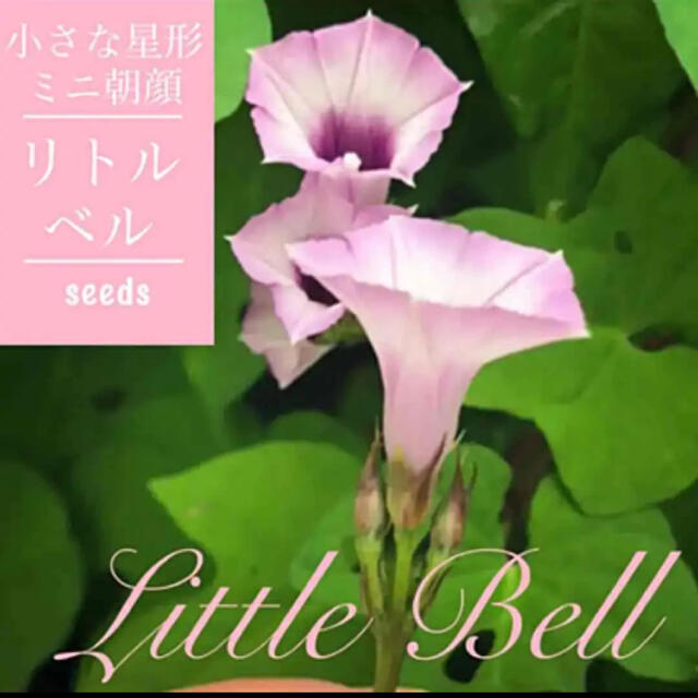 ◆リトル・ベル◆little bell◆強健で可憐なミニ朝顔◆【種子40粒】 ハンドメイドのフラワー/ガーデン(その他)の商品写真