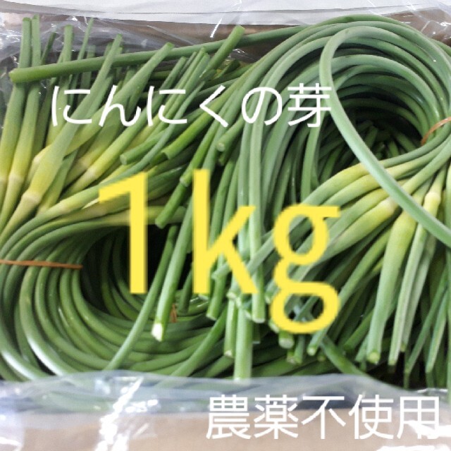 にんにくの芽1キロ(コンパクト便)時間指定可能 食品/飲料/酒の食品(野菜)の商品写真