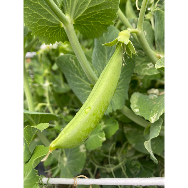 無農薬 スナップエンドウ 500g 食品/飲料/酒の食品(野菜)の商品写真