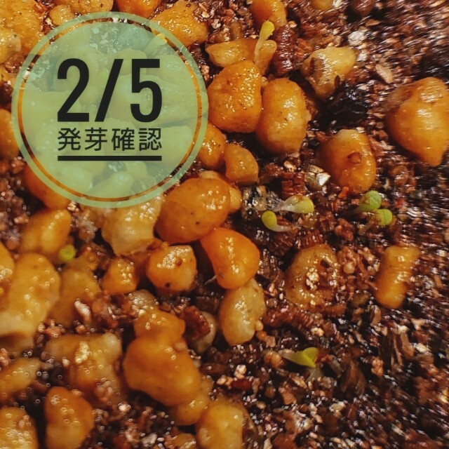 リトープス ミックス種子 50粒＋a 発芽説明入り  ハンドメイドのフラワー/ガーデン(その他)の商品写真