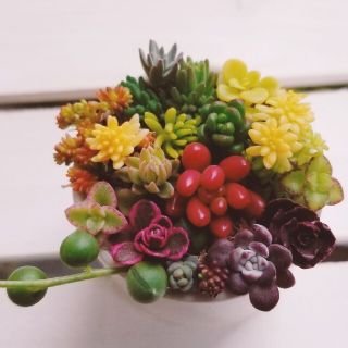 18種類☆多肉植物☆強い品種(その他)