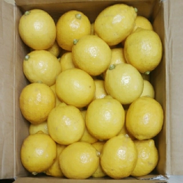 広島県大崎上島無農薬レモン　3.5kg 食品/飲料/酒の食品(フルーツ)の商品写真