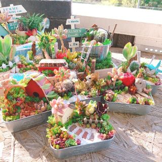 maron_1214様 専用 多肉植物寄せ植え(その他)