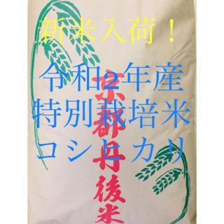 お米SALE！令和2年産「特別栽培米コシヒカリ玄米」普通精米を無料サービスします(米/穀物)