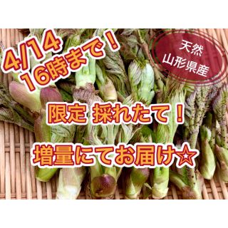 【先着終了❗お買い得☆】今だけ増量にて即日お届け！山形県産 タラの芽 天然 野生(野菜)