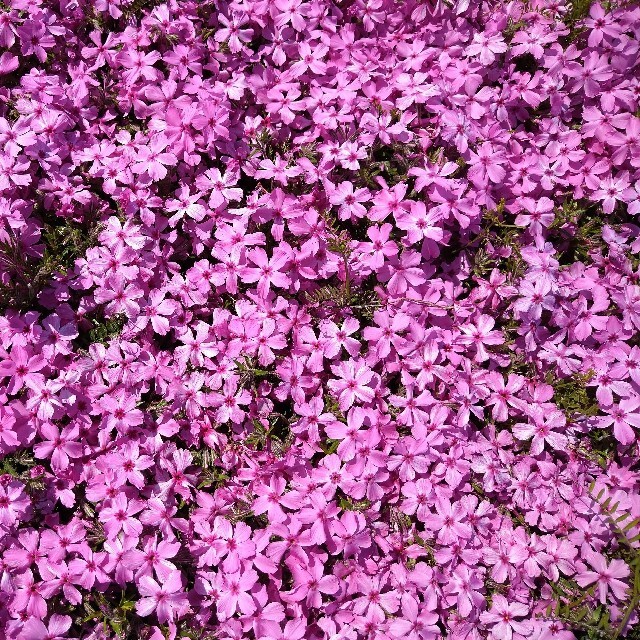 芝桜 挿し穂 40本（4種×10本） ハンドメイドのフラワー/ガーデン(その他)の商品写真