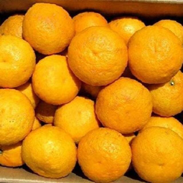 神奈川県湯河原産 甘夏 あまなつ🍊約8kg ご家庭用 訳あり不選別 数限🉐 食品/飲料/酒の食品(フルーツ)の商品写真