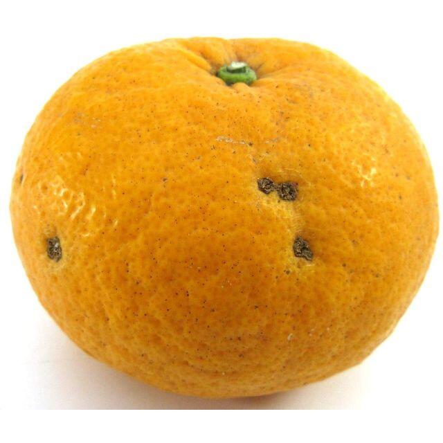 神奈川県湯河原産 甘夏 あまなつ🍊約8kg ご家庭用 訳あり不選別 数限🉐 食品/飲料/酒の食品(フルーツ)の商品写真