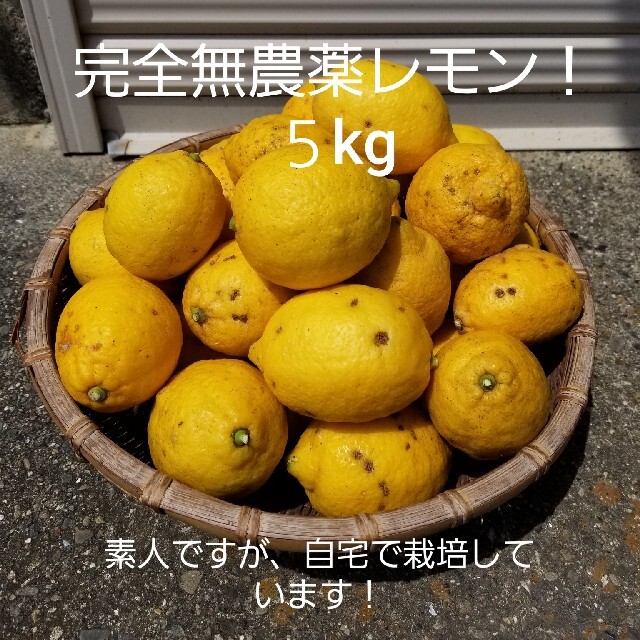 完全無農薬レモン５kg！ 食品/飲料/酒の食品(フルーツ)の商品写真