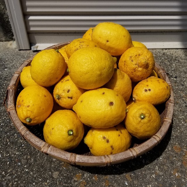 完全無農薬レモン５kg！ 食品/飲料/酒の食品(フルーツ)の商品写真