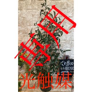 光触媒　人工観葉植物　ウォールグリーン　造花　インテリア　オリーブ2.5(置物)