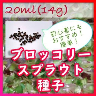 【健康成分スルフォラファン含有品種】ブロッコリースプラウト種子 20ml(野菜)