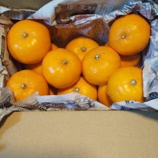 せとか(フルーツ)