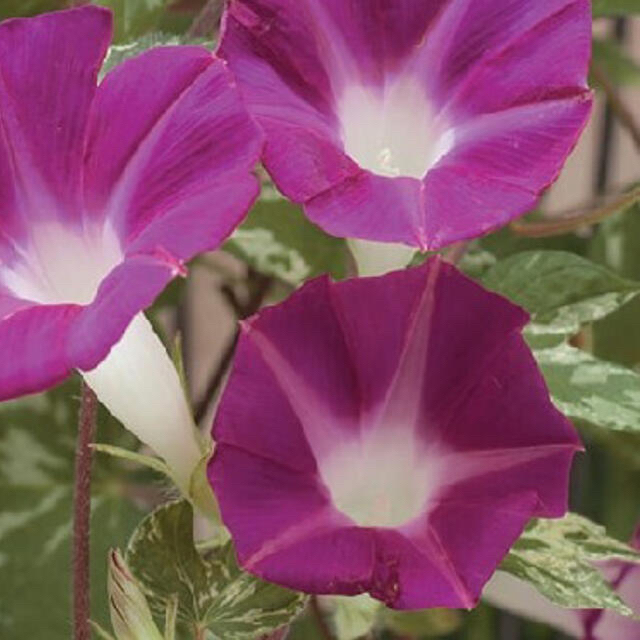 朝顔の種 紅ちどり 紫 ハンドメイドのフラワー/ガーデン(その他)の商品写真