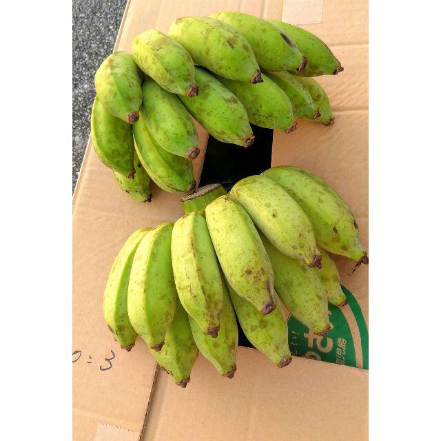 沖縄産　無農薬 絶品　アップルバナナ　コンパクトにぎっしり1kg 食品/飲料/酒の食品(フルーツ)の商品写真